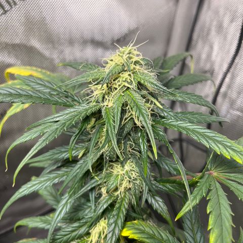 White Widow Auto #1 - #4 growlog timeline photo