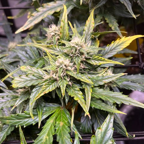 White Widow Auto #1 - #4 growlog timeline photo