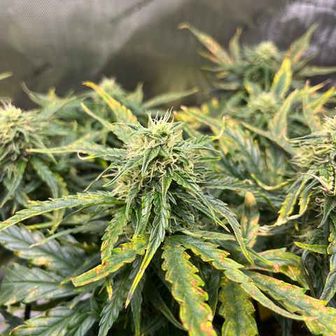 White Widow Auto #1 - #4 growlog timeline photo