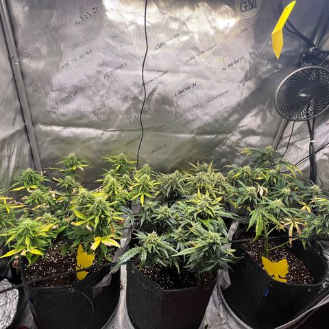 White Widow Auto #1 - #4 growlog timeline photo