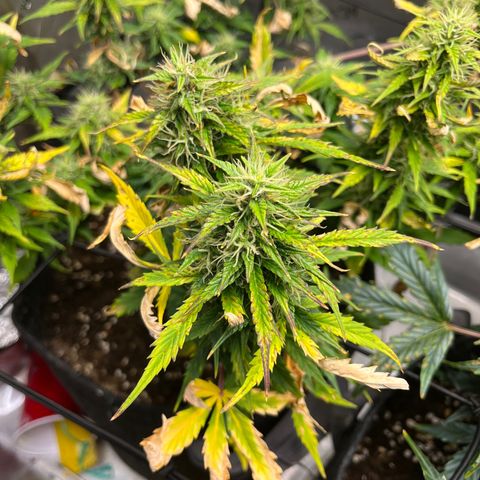 White Widow Auto #1 - #4 growlog timeline photo