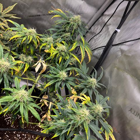 White Widow Auto #1 - #4 growlog timeline photo
