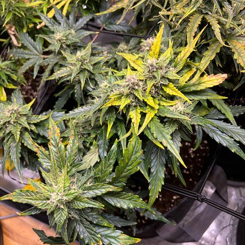 White Widow Auto #1 - #4 growlog timeline photo