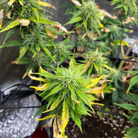 White Widow Auto #1 - #4 growlog timeline photo