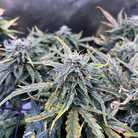 White Widow Auto #1 - #4 growlog timeline photo