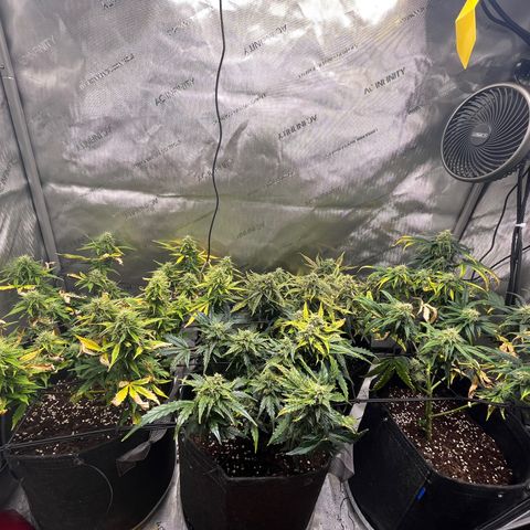 White Widow Auto #1 - #4 growlog timeline photo
