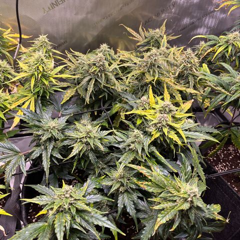 White Widow Auto #1 - #4 growlog timeline photo
