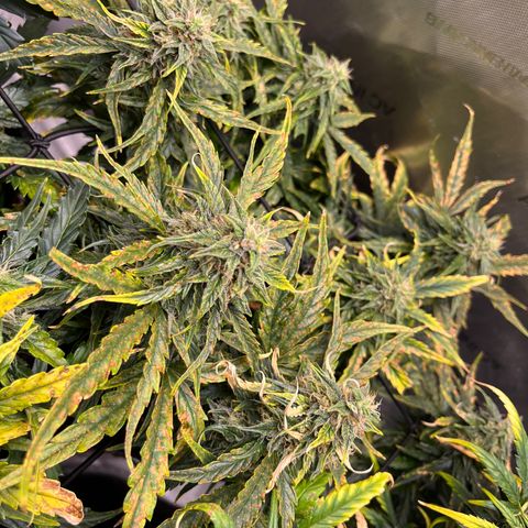White Widow Auto #1 - #4 growlog timeline photo