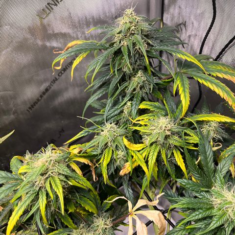 White Widow Auto #1 - #4 growlog timeline photo