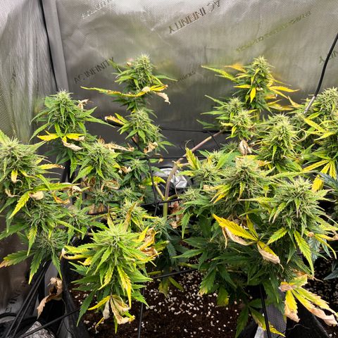White Widow Auto #1 - #4 growlog timeline photo
