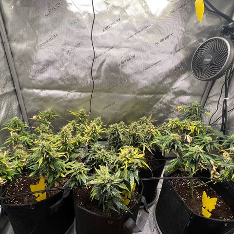 White Widow Auto #1 - #4 growlog timeline photo
