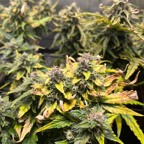 White Widow Auto #1 - #4 growlog timeline photo