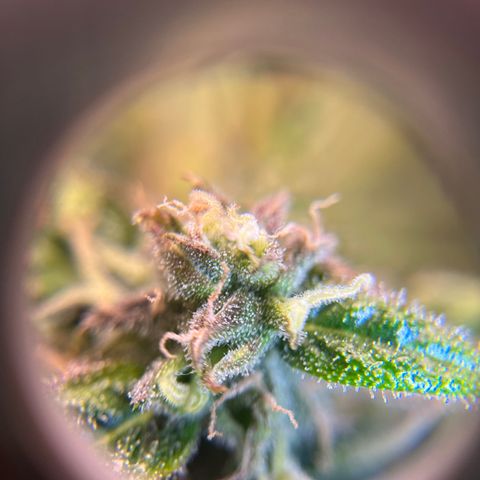 White Widow Auto #1 - #4 growlog timeline photo