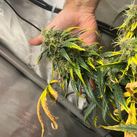 White Widow Auto #1 - #4 growlog timeline photo