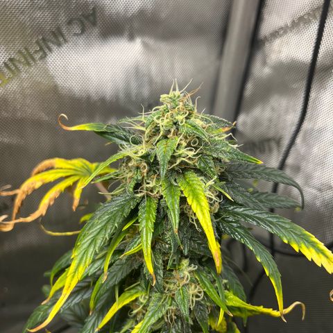White Widow Auto #1 - #4 growlog timeline photo