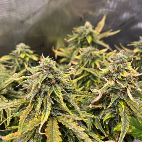 White Widow Auto #1 - #4 growlog timeline photo