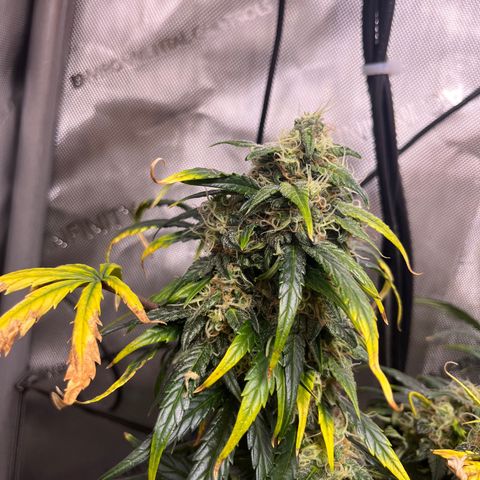 White Widow Auto #1 - #4 growlog timeline photo