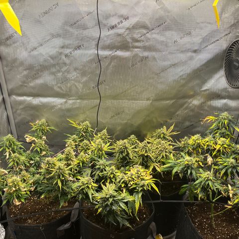 White Widow Auto #1 - #4 growlog timeline photo