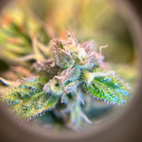 White Widow Auto #1 - #4 growlog timeline photo