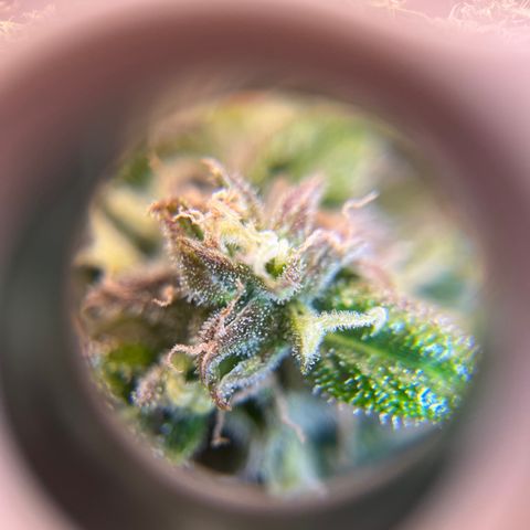 White Widow Auto #1 - #4 growlog timeline photo