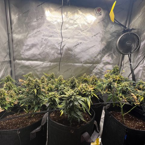 White Widow Auto #1 - #4 growlog timeline photo