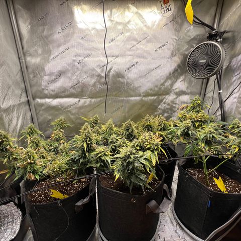 White Widow Auto #1 - #4 growlog timeline photo