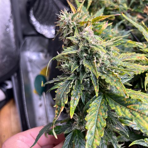 White Widow Auto #1 - #4 growlog timeline photo