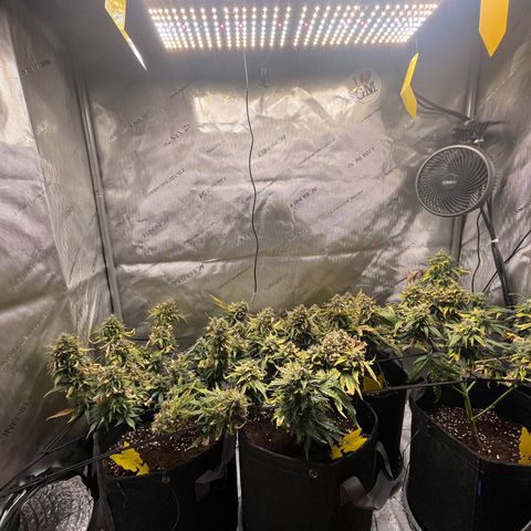 White Widow Auto #1 - #4 growlog timeline photo