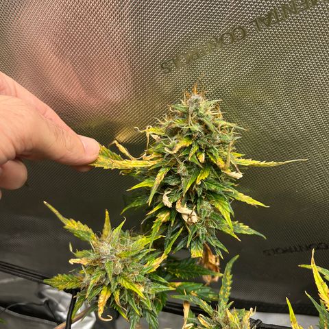 White Widow Auto #1 - #4 growlog timeline photo