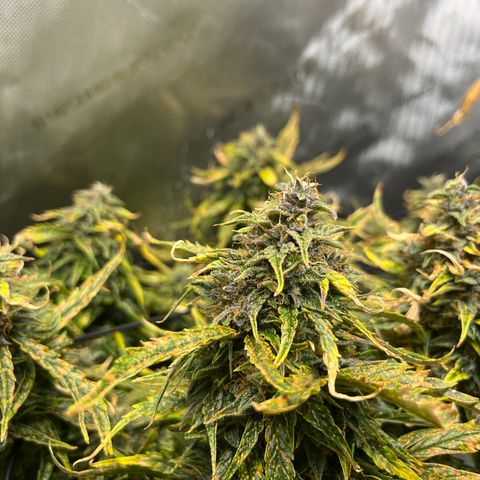 White Widow Auto #1 - #4 growlog timeline photo