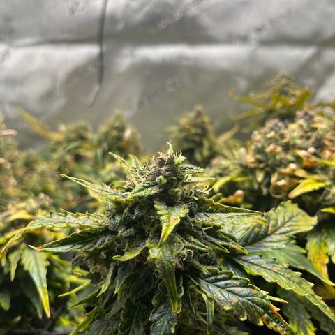White Widow Auto #1 - #4 growlog timeline photo