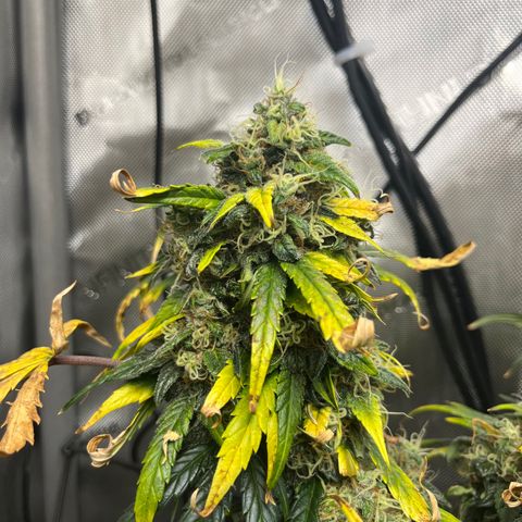 White Widow Auto #1 - #4 growlog timeline photo