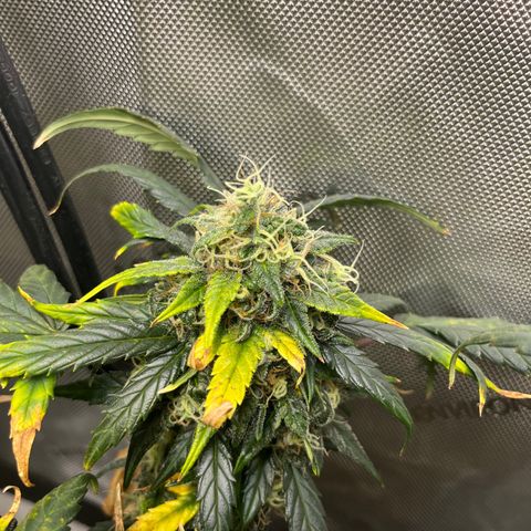 White Widow Auto #1 - #4 growlog timeline photo