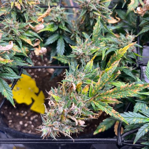 White Widow Auto #1 - #4 growlog timeline photo