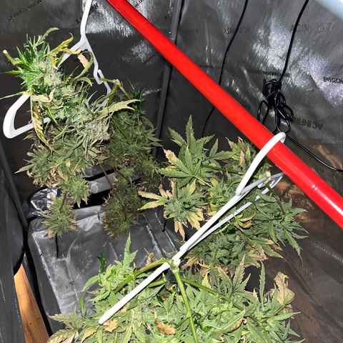 White Widow Auto #1 - #4 growlog timeline photo