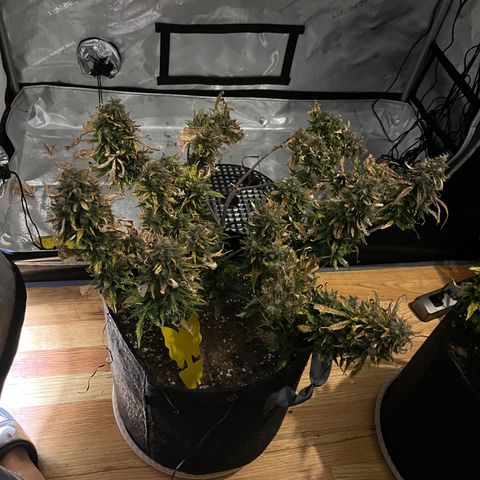 White Widow Auto #1 - #4 growlog timeline photo