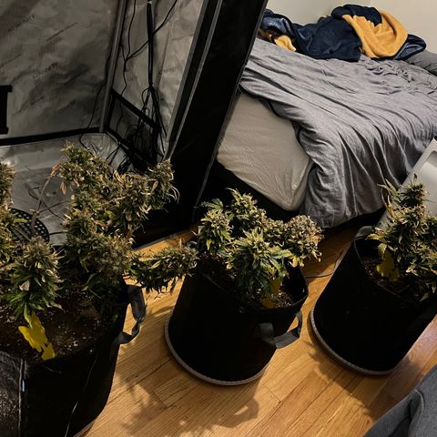 White Widow Auto #1 - #4 growlog timeline photo