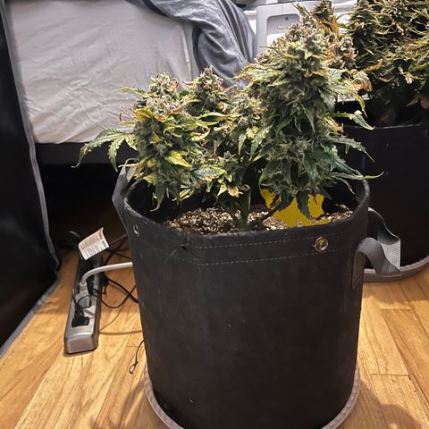 White Widow Auto #1 - #4 growlog timeline photo