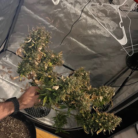 White Widow Auto #1 - #4 growlog timeline photo