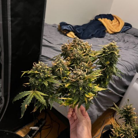 White Widow Auto #1 - #4 growlog timeline photo