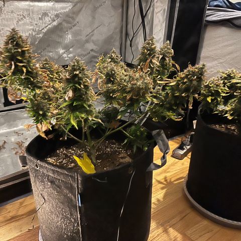White Widow Auto #1 - #4 growlog timeline photo