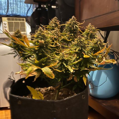 White Widow Auto #1 - #4 growlog timeline photo