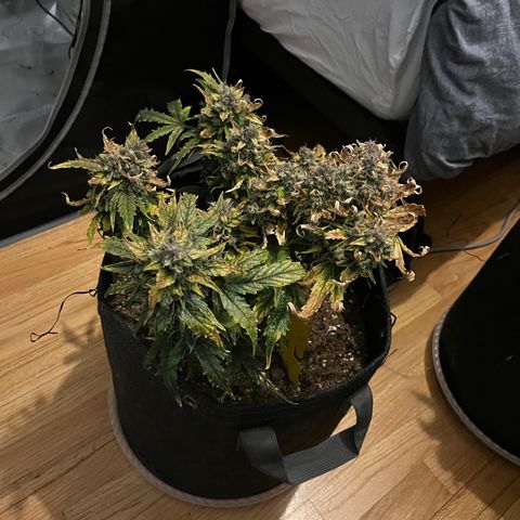 White Widow Auto #1 - #4 growlog timeline photo