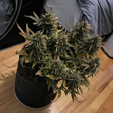White Widow Auto #1 - #4 growlog timeline photo
