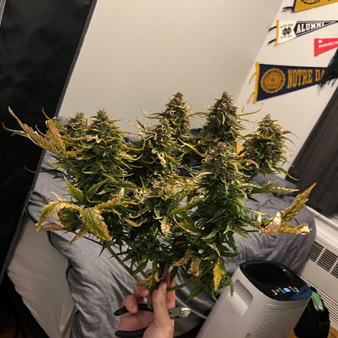 White Widow Auto #1 - #4 growlog timeline photo