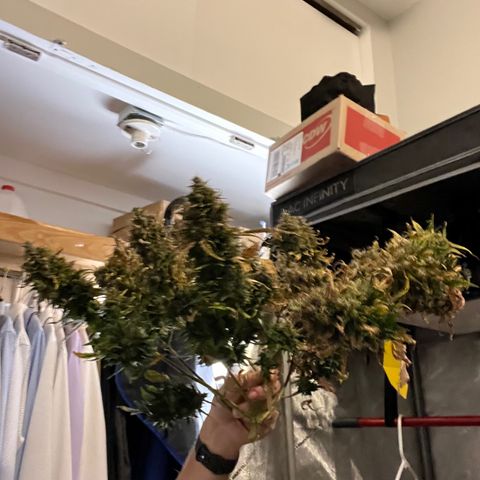 White Widow Auto #1 - #4 growlog timeline photo