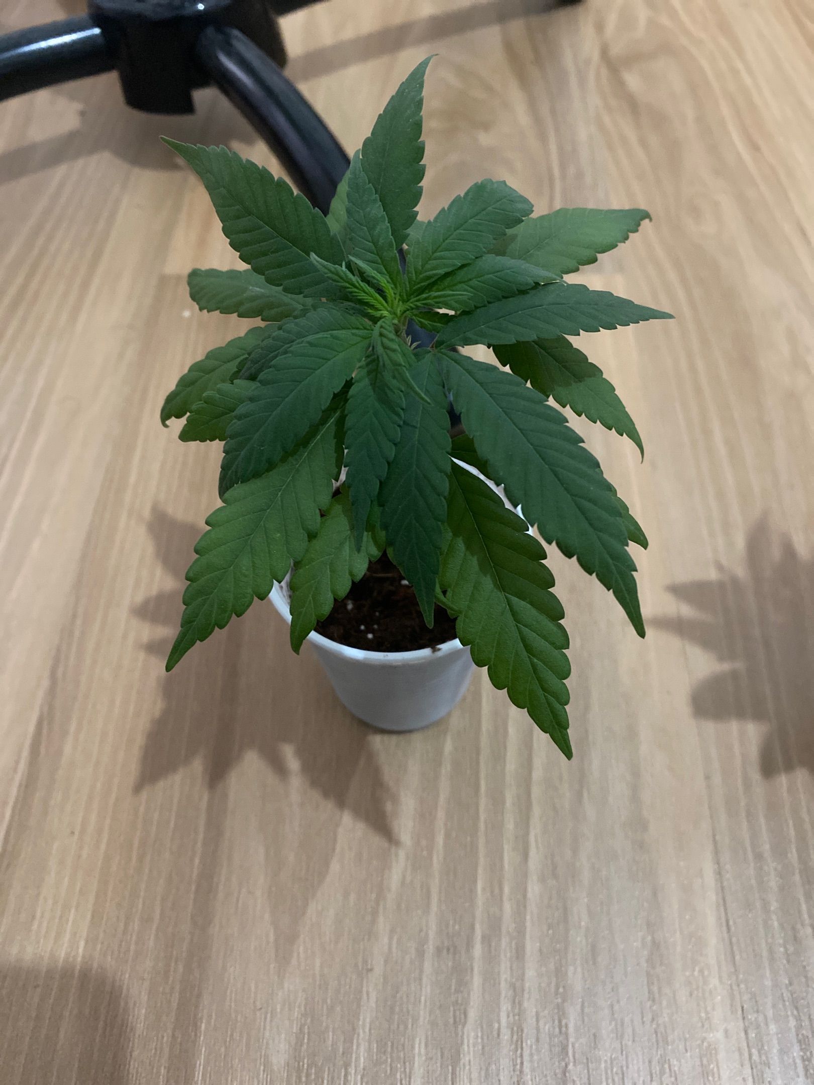Critical Lemon growlog header