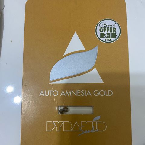 Amnesia Gold Auto #2 growlog timeline photo