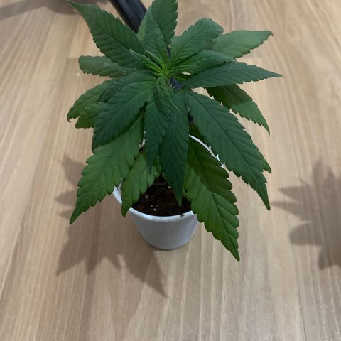 Critical Lemon growlog in Indoor