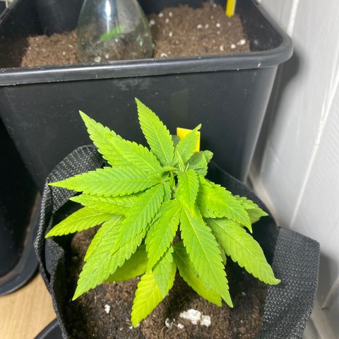 Nicole Kush growlog photo: Recién trasplantada.